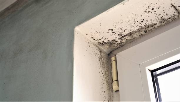 Best Environmental Consulting for Mold Prevention  in Lake Dalecarlia, IN